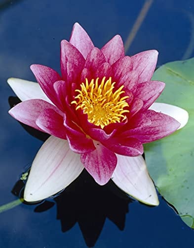 Bloomique - Nymphaea Attraction - Nénuphar - Rouge - Plantes de bassin - Plantes aquatiques - Rustique - Hauteur 10-20 cm - Pot 11 cm
