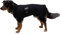 Beckers Beste Tiernahrung - Wasserdichter Hundemantel schwarz mit individueller Größeneinstellung - Regenmantel - Hundejacke für kleine, mittelgroße und große Hunde