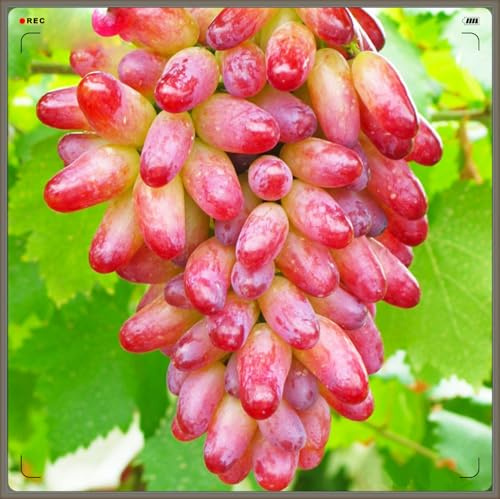 Winterhart Mehrjährig,Tafel-Trauben Weinreben Vitis Vinifera,Weinreben Winterhart,Weintrauben Kernlos,Weintraube-1zwiebeln-b