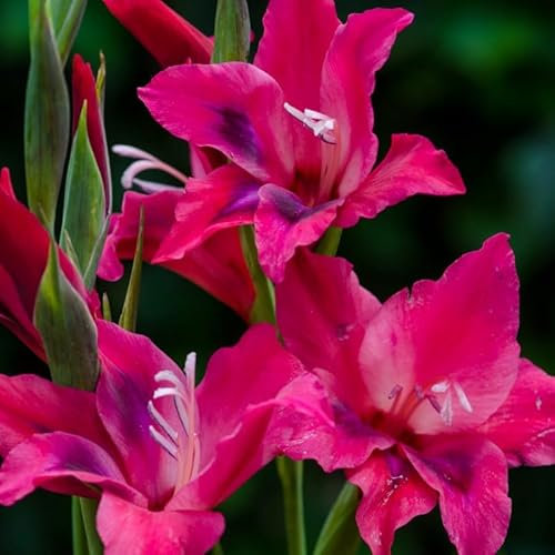 10 Gladiolus Gladioli nanus 'Vulcano' – Pack of 10 Stunning Gladiolus Bulbs