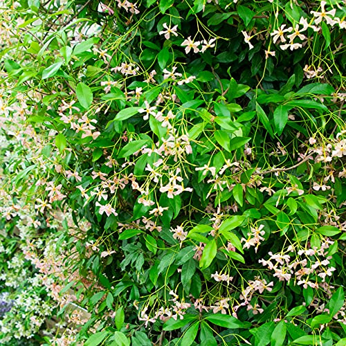 GardenersDream Trachelospermum Pink Showers - Jasmin Étoilé Rose - Plante Grimpante Persistante Résistante au Froid - Plante Extérieur Rareté