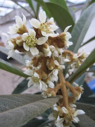 Eriobotrya japonica - Japanische Wollmispel - 125-150cm