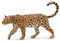 Collecta Animale Leopardo Africano, Multicolore, 5.0L x 3.2 H, 88866