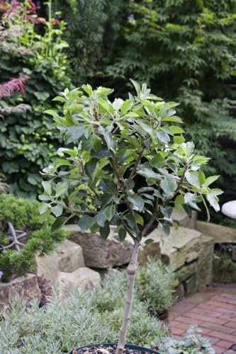 Zwergapfelbaum 60 cm Topf Malus pumila winterhart Obstbaum Kübelpflanze