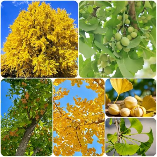 Semi di ginkgo, da esterno un di ginkgo da balcone rare vecchie varietà verdi resistenti all'esterno semi resistenti giardino 15pcs