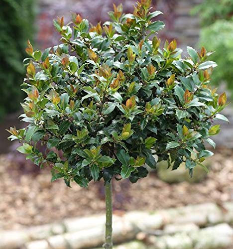 Hochstamm Stechpalme Ilex Blue Maid 80-100cm - Ilex meserveae - Gartenpflanze