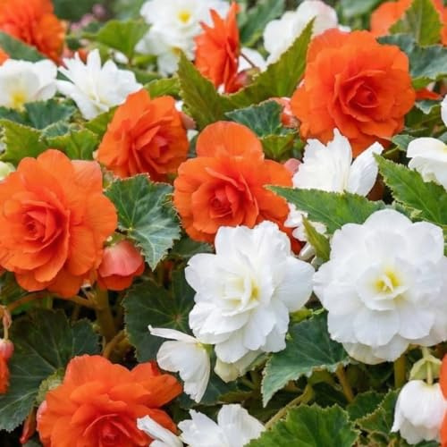Begonia Cascades Rouge et Blanc Collection - 5 Bulbes de Fleurs à Planter