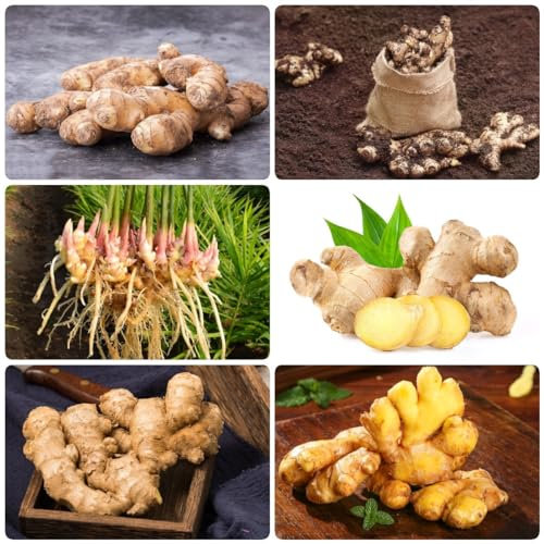 100 Pcs Ingwer Pflanze Samen - Wintergemüse Samen, Kräuterpflanzen, Bodendecker (Zingiber Ginger) Kräuter Saatgut, Balkon Kräutergarten Gewächshaus Balkon, Kräuter Pflanzen Kräutergarten