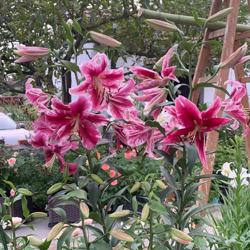 3 pz Acquista bulbi di giglio - Lilium brownii - piante decorative, piante perenni resistenti gigli giganti gigli d'albero tuberi resistenti Piante in vaso a fioritura primaverile