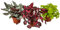 3x Begonia Beleaf Mix – Blattbegonie – Zimmerpflanze – Pflegeleicht – ⌀12 cm – 20-25 cm