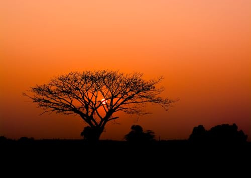 Rasch Tapete 363647 - Fototapete auf Vlies mit afrikanischem Motiv, Sonnenuntergang Baum Savanne Afrika Orange Schwarz
