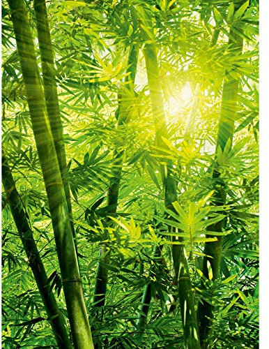 3D Bambus Tapete grün | Badezimmer und Schlafzimmer Fototapete mit Bambuswald in Sonne | Wellness Bildtapete mit Natur Motiv ideal für Yoga Raum