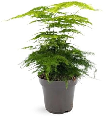 Asparagus Plumosus – Lace Fern Houseplant | Air-Purifying & Easy-Care Indoor Plant for Home or Office 30cm (12cm Pot)