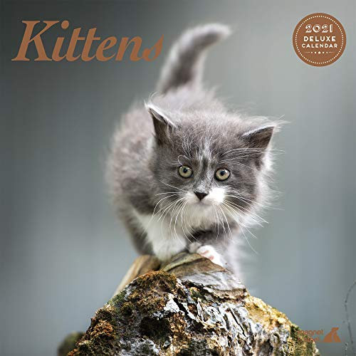 Kätzchen 2021 Deluxe Kalender
