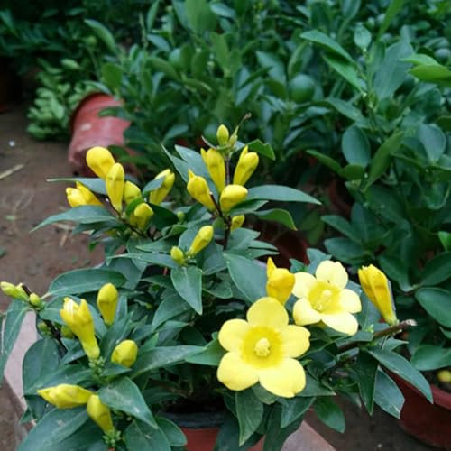 kiskick 100 semillas de jazmín amarillo de jardín, semillas de plantas florecientes de flores en maceta, ligeras y fragantes, para principiantes y jardineros, excelentes regalos de jardinería
