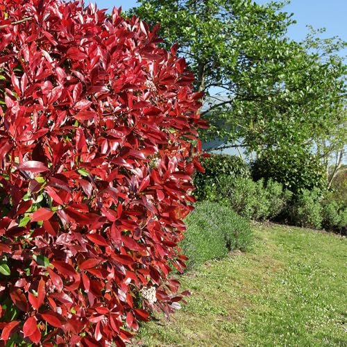 YouGarden Photinia 'Red Robin' Shrub, Hedging Pack 48 Plants in 9cm Pots