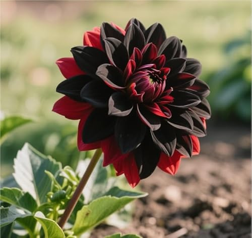 Dahlien Großpackung-Rhizom – Dahlien - üPpig GrüNe BläTter, Pflegeleicht, Perfekt FüR Haus Und Garten-8 Rhizom-I