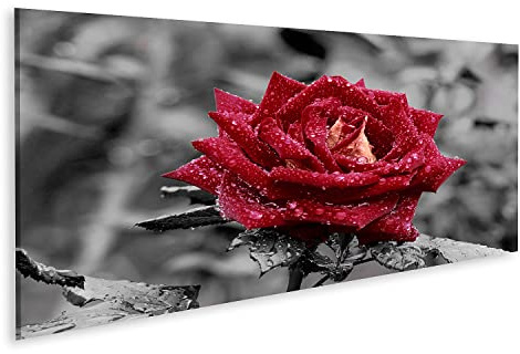 islandburner Bild auf Leinwand Rote Rose Mit Wassertropfen Auf Grauem Hintergrund Bilder Wandbilder Poster