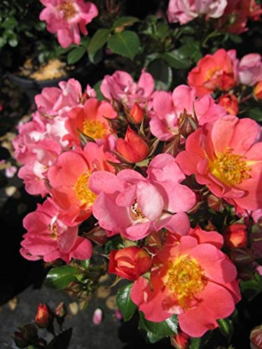Rosa Coco® - Zwergrose Coco®