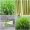 Semillas De Plantas De Hierba De Limón - Hierba De Limón Cymbopogon Citratus - Semillas De Bonsái Favores Plantables Jardinería Balcón Huerta En Casa Regalos Ec 10 Piezas 10 Piezas