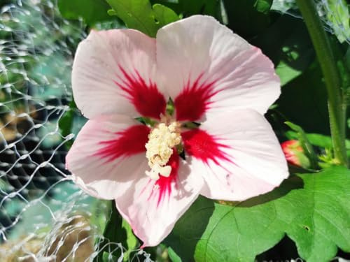 AMDGarden Pianta di Ibisco di Montagna Hibiscus Syriacus Hamabo Vaso 18 cm Fiori Rosa Chiaro con Centro Porpora Ideale per Esterni