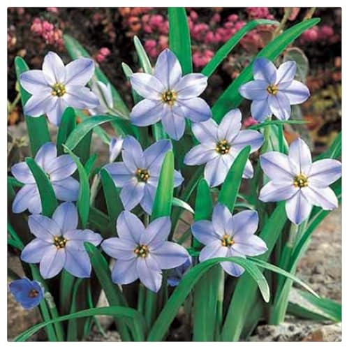 Bulbi di Zephyranthes | Vivaci, Robusti, Eleganti, Aerati, Verdi Intensi-3 Bulbi