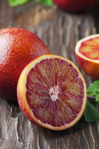 pianta di arancio albero di arancia pianta di arancio in vaso età 2 anni pianta vera venduta da eGarden.store (sanguinello)