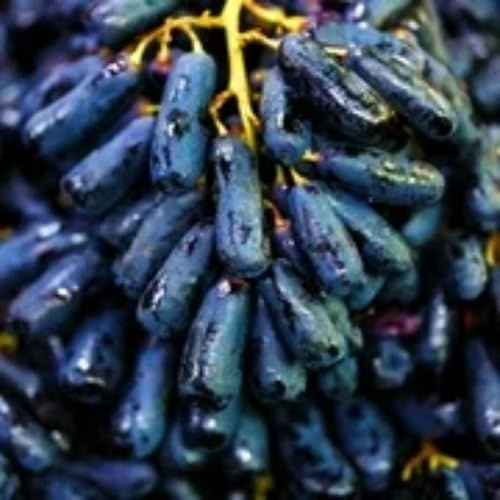 Rizomi d'uva,resistenti,Uva a tavoletta,acquista viti,Gratis e fragrante,Rare,Rizomi d'uva coltivazione,Decorazioni da giardino,Bellissima,Piantare la vite.-1knolle-J