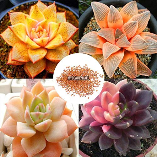 Type 4: New Multi Color Garden Decoration Flower Rose Red Edge Seedling Btl8 :Package Seeds Only