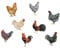 PLIGREAT 8 Pezzo Gallo Decalcomanie Della Parete Cucina Soggiorno Gallo Adesivi Murali per Sala Da Pranzo Camera Da Letto Fattoria Home Decor Rustico Arte Della Parete Decalcomanie