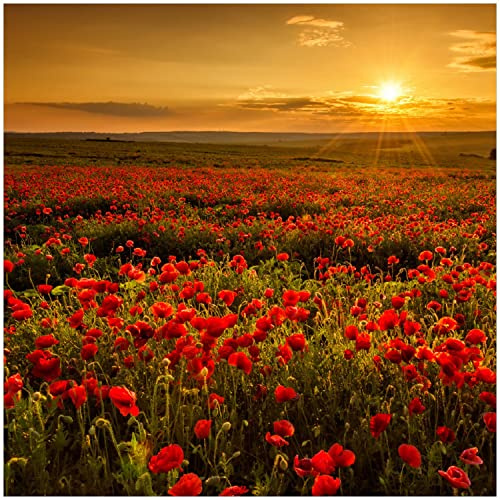 Wallario Glasbild Mohnblumenwiese bei Sonnenuntergang am Abend - 30 x 30 cm Wandbilder Glas in Premium-Qualität: Brillante Farben, freischwebende Optik