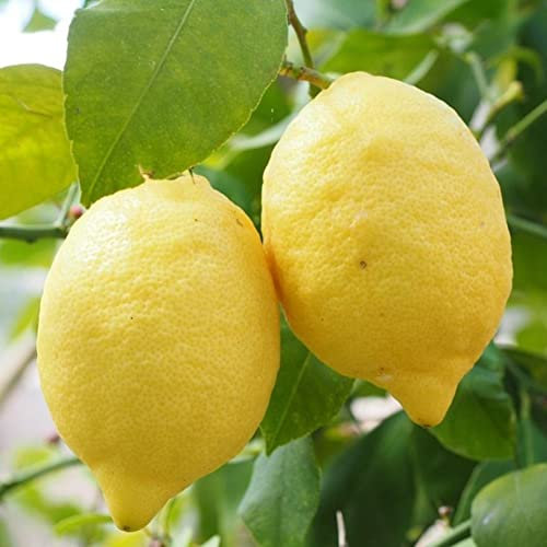 Generic 20 Pz Albero di Limone Semi di Frutta Pianta Ornamentale Giardino Cortile Fattoria Bonsai Decorazione Deluxe Giardino Semi di Cimelio - 100% Non OGM Semi Di Limone