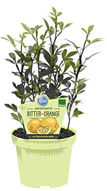 PIANTA DI AGRUMI PONCIRUS TRIFOLIATA BIO SU VASO CM 12
