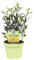 PIANTA DI AGRUMI PONCIRUS TRIFOLIATA BIO SU VASO CM 12
