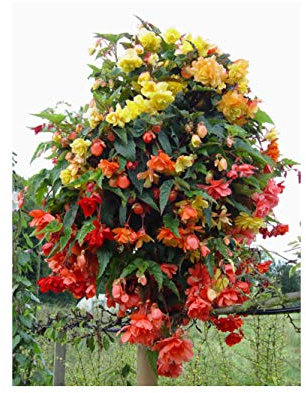 GARTHWAITE NURSERIES® : - UK Stockist : - Mixed Orange & Yellow Pendula/Trailing Begonias. Tuberous Bulb/Corms for Garden/Hanging Baskets Summer Flowering Plant 10