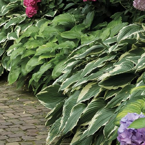 Bloomique - Mélange de 5 - Hosta - Hartelie - Shady Border Mix - Tubercules - Plantes de jardin - Vivaces - Rustique - Vivace - Pousse jusqu'à 40 cm