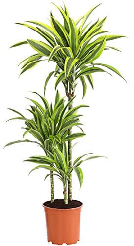 Dehner Drachenbaum Lemon Lime, dreitriebig, ca. 110-120 cm, Ø Topf 21 cm, Zimmerpflanze