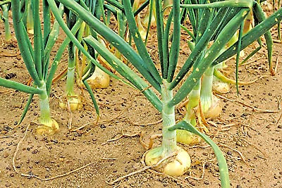 Pianta di menta piperita 25 pezzi