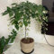 Planta de jazmín resistente - semillas planta de jazmín real semillas flores para macetas plantas jardín flores plantas en macetas camas elevadas para jardín bonsái maceta decoración 30pcs