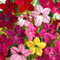 Ziertabak 300 Samen (Nicotiana)