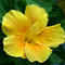 Gelb Hibiskus Pflanze Winterhart Gartenhibiskus Blumensamen TüTchen Gastgeschenk Winterharte Pflanzen FüR Garten Wildblumensamen Blumenwiese Samen Gartenpflanzen Geschenk Garten 100 Bio Saatgut