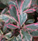 Glanzmispeln Pink Marble 30-40cm - Photinia fraseri