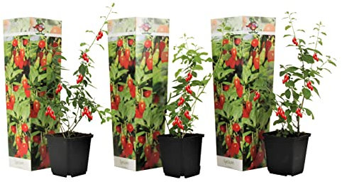 Plant in a Box - Lycium barbarum - 3er Set - Gemeiner Bocksdorn - Topf 9cm - Höhe 25-40cm