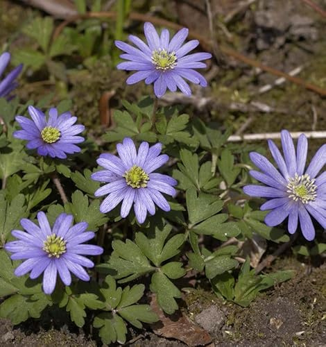 Balkanwindröschen Blue Shades - Anemone blanda - lebende Gartenpflanze aus den Baumschulen