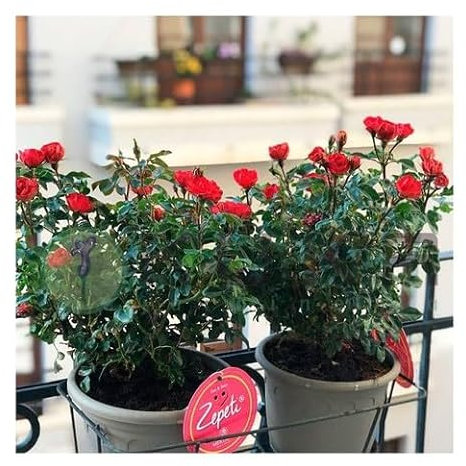 Flores Frescas Rosal Mini Zepeti, Planta, Rojo Intenso - Ideal para Exteriores, Floración Abundante y Continua Durante Todo el Año