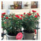 Flores Frescas Rosal Mini Zepeti, Planta, Rojo Intenso - Ideal para Exteriores, Floración Abundante y Continua Durante Todo el Año