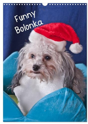 Funny Bolonka (Wandkalender 2026 DIN A3 hoch), CALVENDO Monatskalender: Lustige kleine Hunde (CALVENDO Tiere)