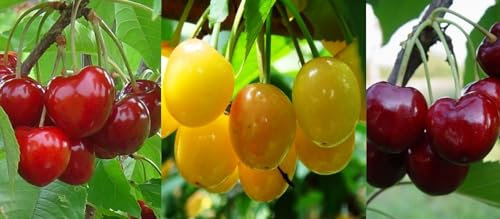 Familienbaum-Trio-Süßkirschen Udewitelnaja+Stela+Paula 3 Sorten Baum schwarz + rot + gelbe Süßkirschen.