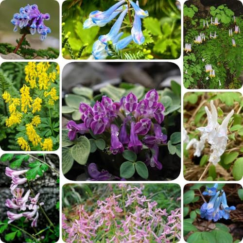 200 pz Semi di speronella, Corydalis solida, Decorazione del balcone fiori da giardino perenni resistenti Semi di prato fiorito da balcone perenne resistente piante d'appartamento