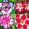 WüStenrose Pflanze Knolle,Desert rose plant,Winterhart,adenium pflanze,seltene pflanze,wüstenrose pflanze Winterhart mehrjäHrig,Einfache Fürsorge,wüstenrose bonsai.-1zwiebeln-C